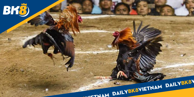 Hướng dẫn chơi Đá gà trực tuyến tại cổng BK8