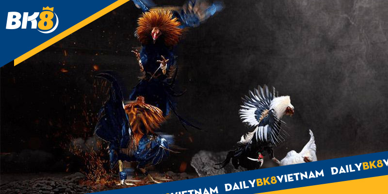 Luật chơi đá gà online cho tân binh