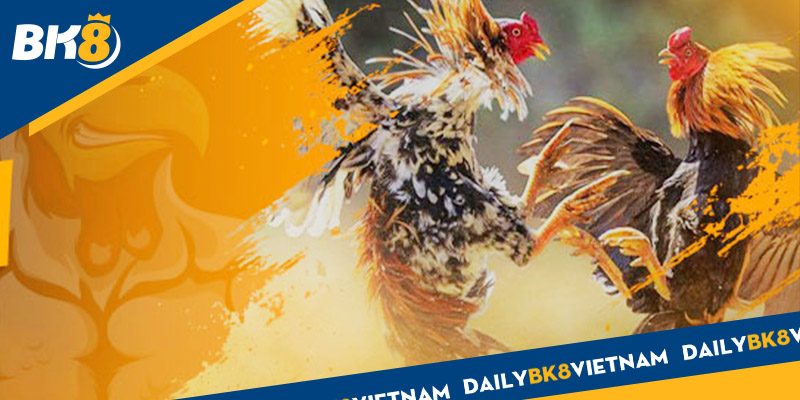 Những hình thức phổ biến khi muốn chơi Đá gà trực tuyến