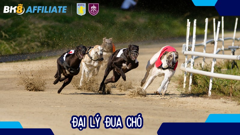Đại lý đua chó – Quy trình và tiêu chí lựa chọn uy tín