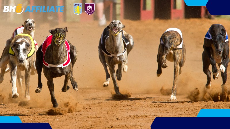 Tìm hiểu về chương trình đại lý đua chó